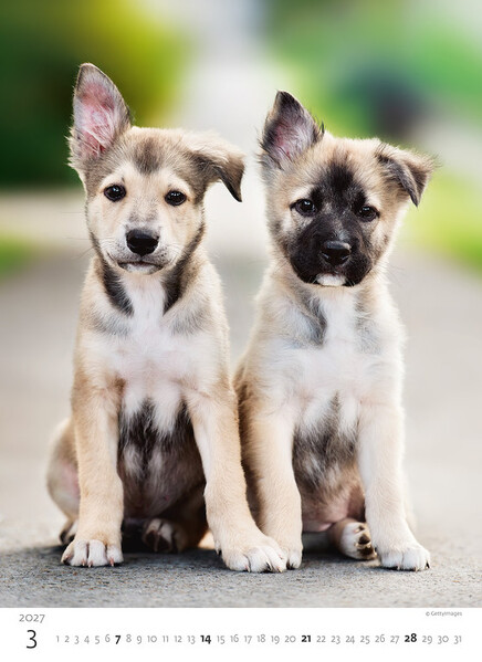 Calendar Puppies