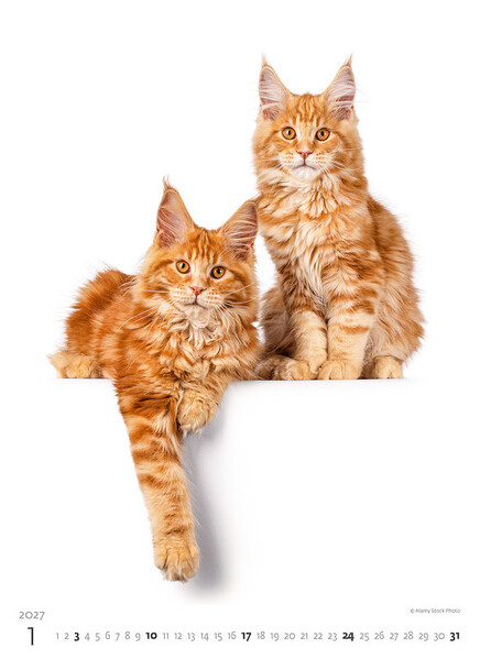 Calendar Kittens