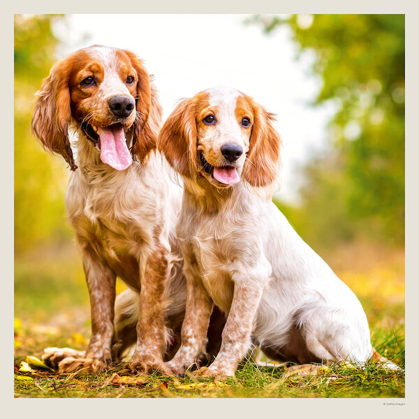 Calendar Dogs