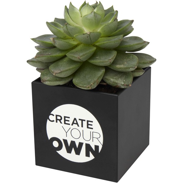 Pot en aluminium avec cactus Hey Pots - Noir