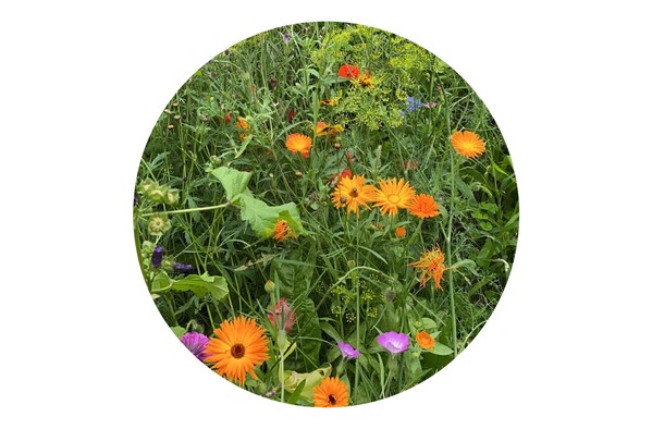 Tüte mit 4 Gramm Wildblumensamen - Braun