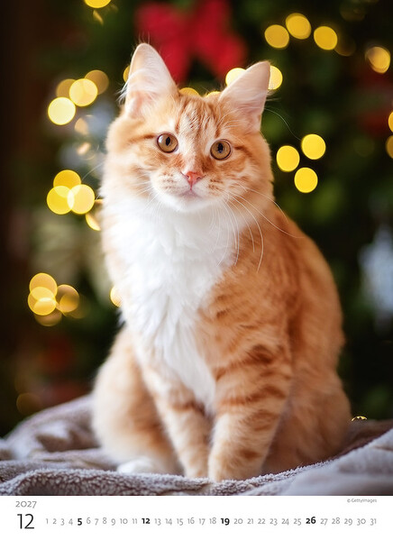Calendar Kittens