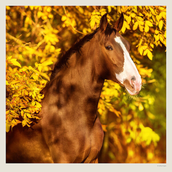 Calendar Horses