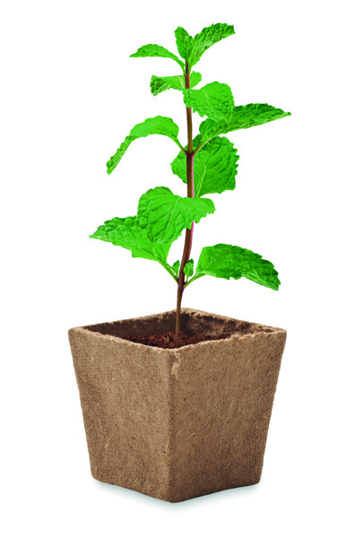 Mint grow kit biodegradable pot, soil tablet