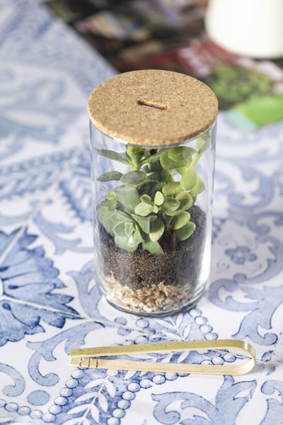 Terrarium Anymak