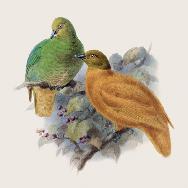 Notique Poznámkový Kalendář Ptáčci 2027, Plastic Free, 30 x 30 cm