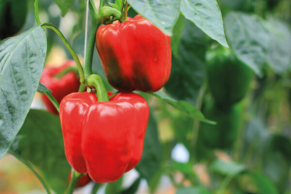 Kraft paper envelop with your choice seeds - Pepper