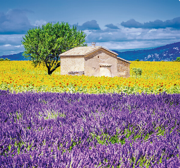 Nástěnný kalendář Provence vázanka 12 x 48 cm
