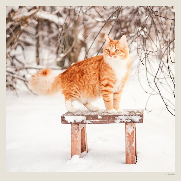 Calendar Cats