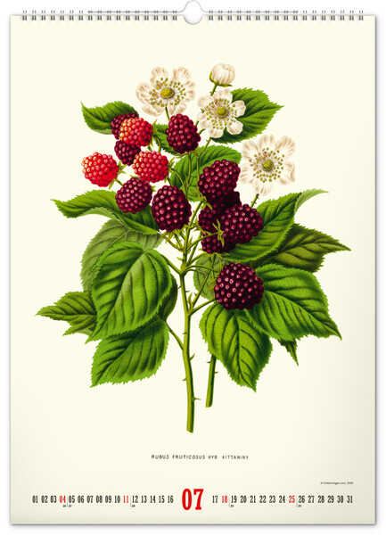 Notique Nástěnný Kalendář Vintage Plakáty – Herbář 2027, 33 x 46 cm