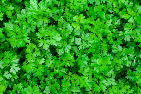 A6 plantable seed paper in your design. 8 different seed options available! - Parsley