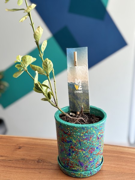 Sprout Pencils with Seeds - Ecofriendly