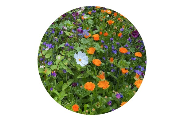 Tüte mit 4 Gramm Schnittblumensamen - Braun