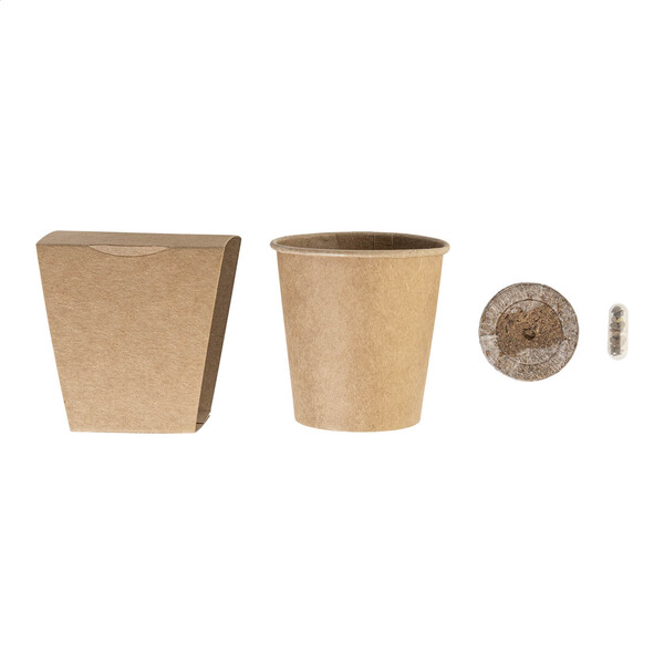 Christmas Tree Growing Kit MerryGrow