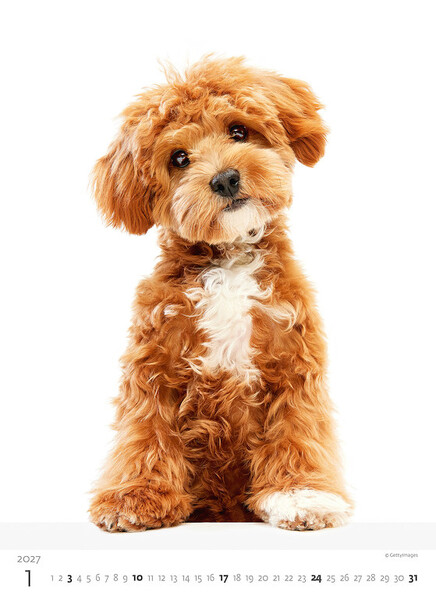 Calendar Puppies