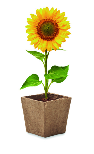 Sunflower grow kit biodegradable pot, soil tablet