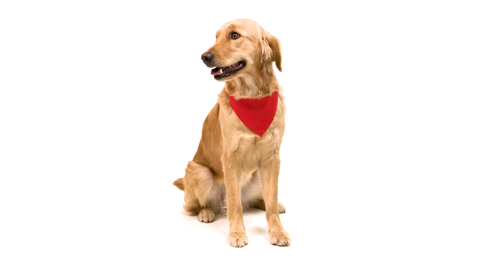 Colar Bandana Roco - Vermelho