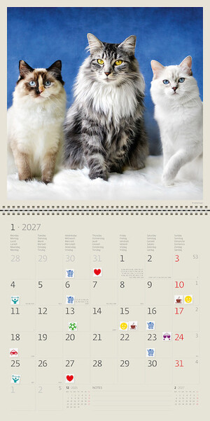 Calendar Cats
