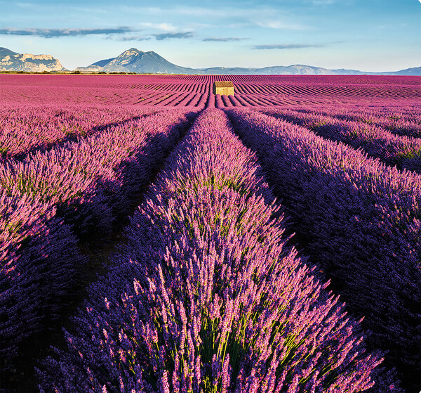 Nástěnný kalendář Provence vázanka 12 x 48 cm