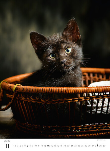 Calendar Kittens