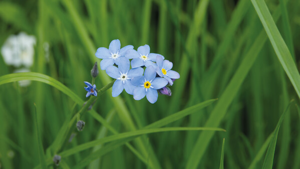 Kraft paper envelop with your choice seeds - Forget-me-not