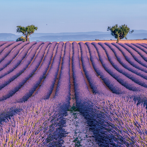 Notique Poznámkový Kalendář Provence 2027, 30 x 30 cm - Východní