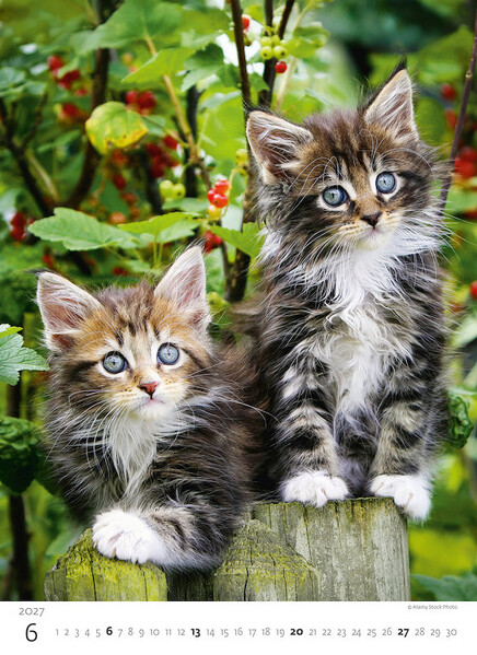 Calendar Kittens