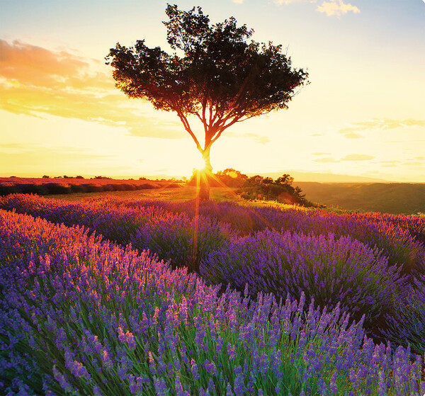 Nástěnný kalendář Provence vázanka 12 x 48 cm