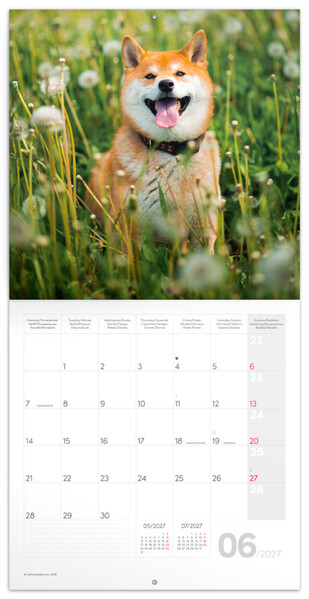 Notique Poznámkový Kalendář Happy Doge 2027, 30 x 30 cm - Východní