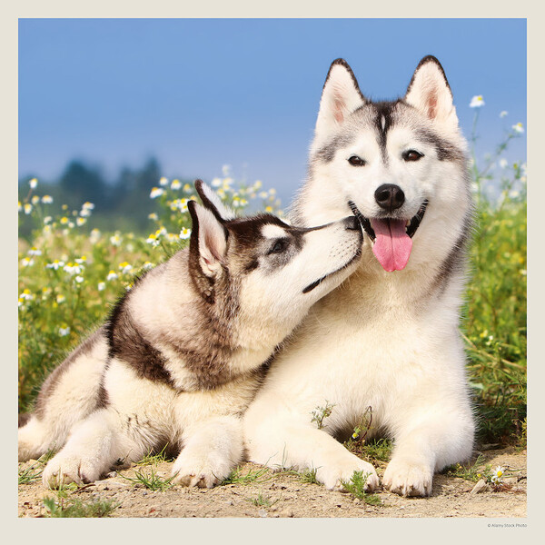 Calendar Dogs