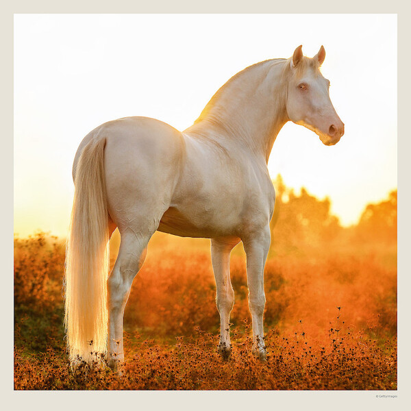 Calendar Horses