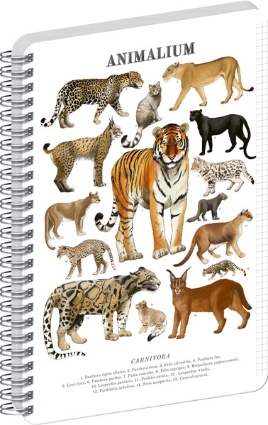 Notique Spirálový Blok Animalium – Kočkovité Šelmy, Čtverečkovaný, A4