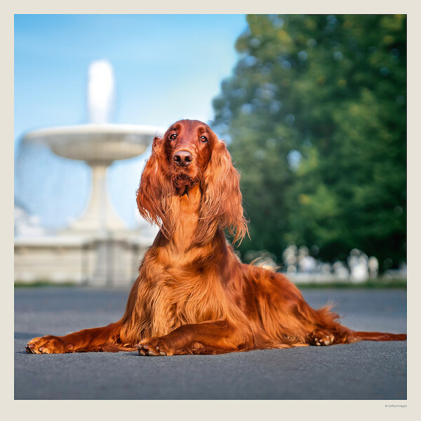Calendar Dogs