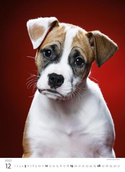 Calendar Puppies