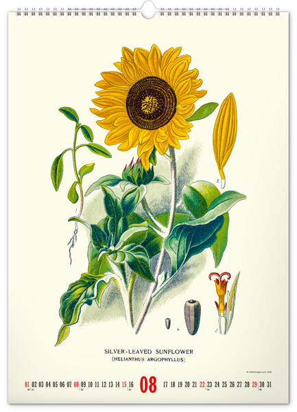 Notique Nástěnný Kalendář Vintage Plakáty – Herbář 2027, 33 x 46 cm