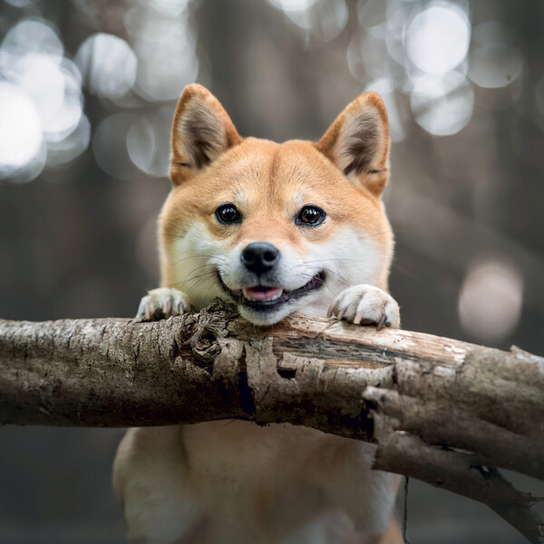 Notique Poznámkový Kalendář Happy Doge 2027, 30 x 30 cm - Východní