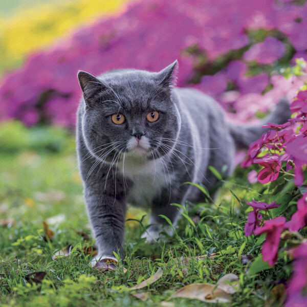 Notique Poznámkový Kalendář Kočky 2027, 30 x 30 cm - Východní