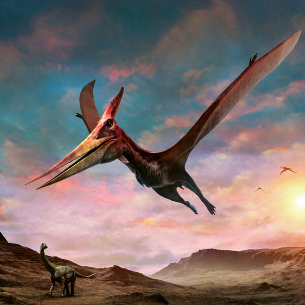 Notique Poznámkový Kalendář Dinosauři 2027, 30 x 30 cm - Východní