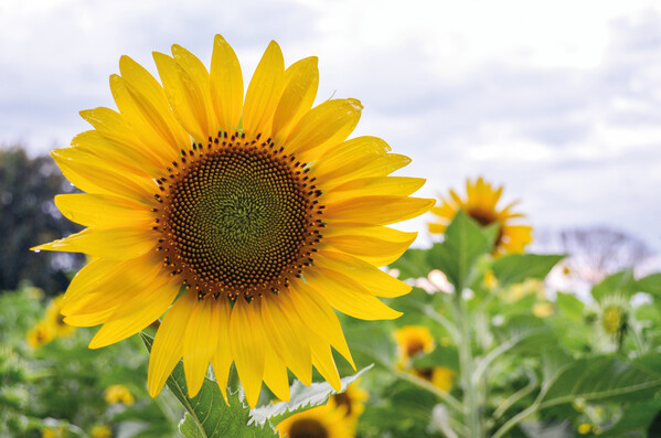 Terracotta pot (available in 4 sizes) with your choice seed and custom packaging - Ø4,8/H4 cm / Sunflower