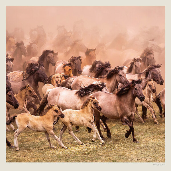 Calendar Horses
