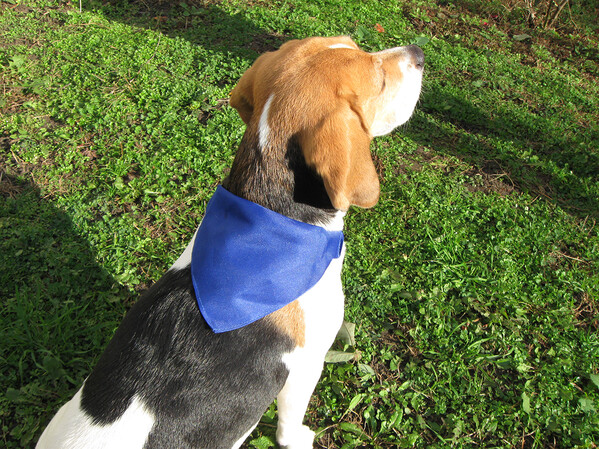 Collier Pour Chien Rex - Bleu