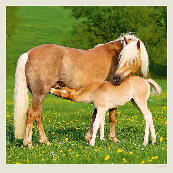 Calendar Horses