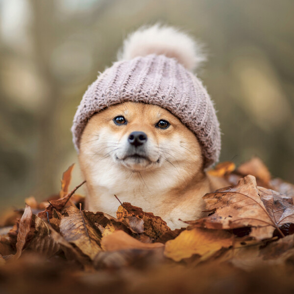 Notique Poznámkový Kalendář Happy Doge 2027, 30 x 30 cm - Východní