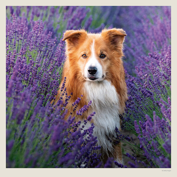Calendar Dogs