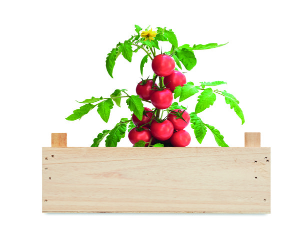 Tomato growing kit,wood crate,205x130x75mm