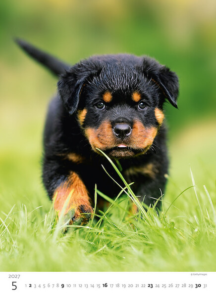 Calendar Puppies