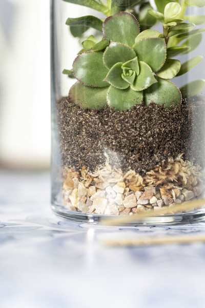 Terrarium Anymak