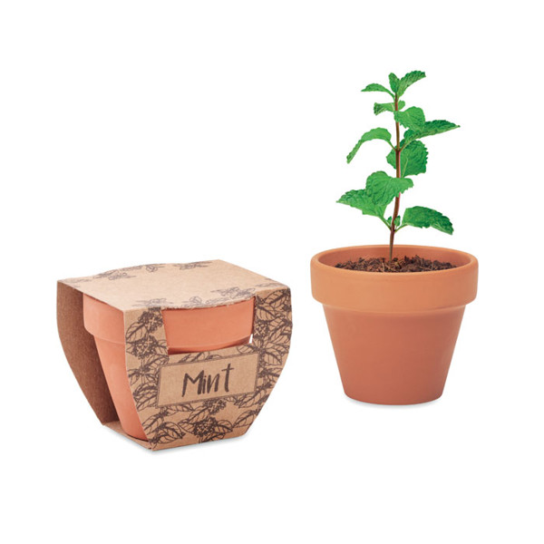 Terracotta pot mint seeds Mint Pot