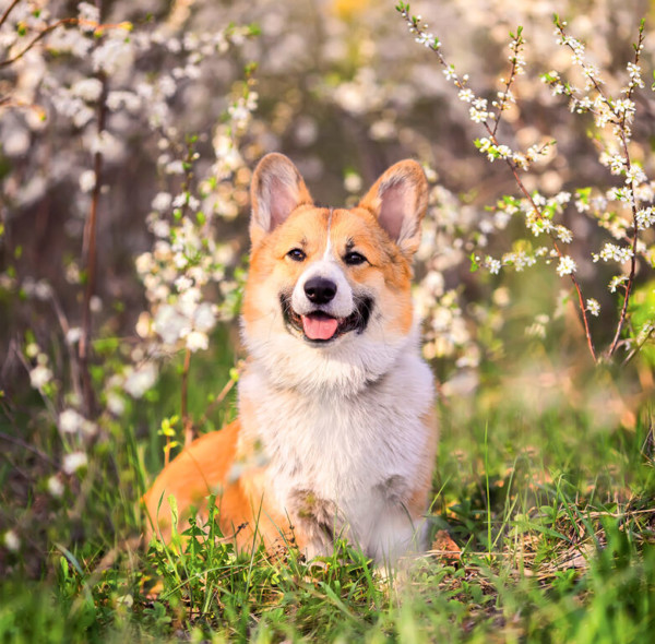 Planning wall planning calendar Dogs 2025