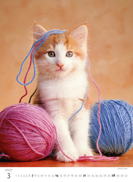 Calendar Kittens
